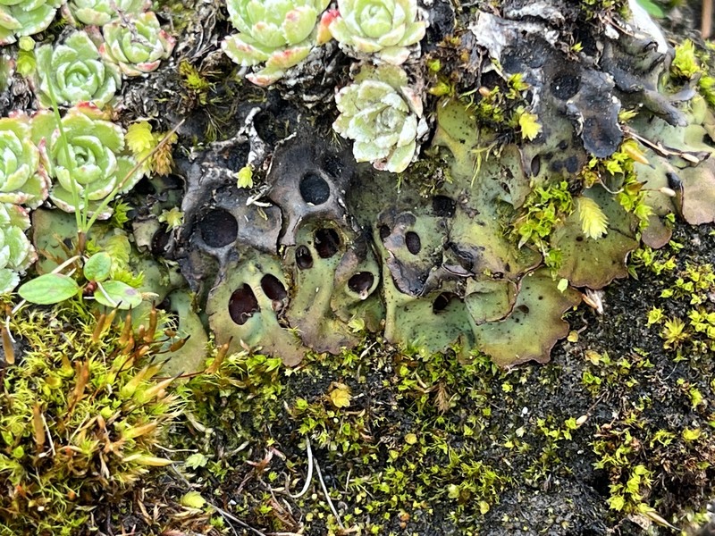 Chocolate Chip Lichen photo 5