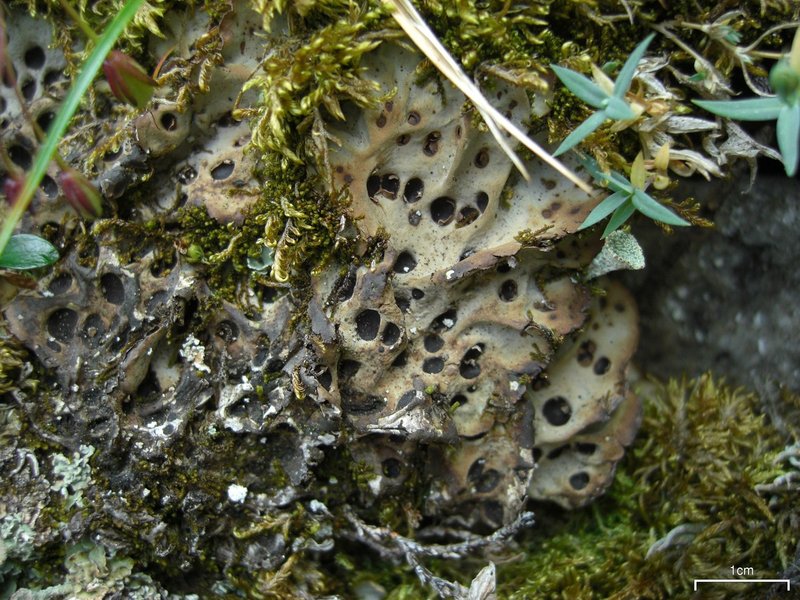 Chocolate Chip Lichen