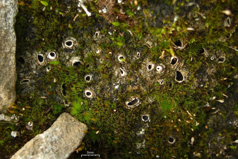 Chocolate Chip Lichen