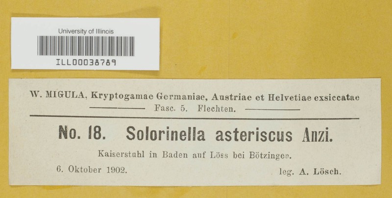 Solorinella Lichen