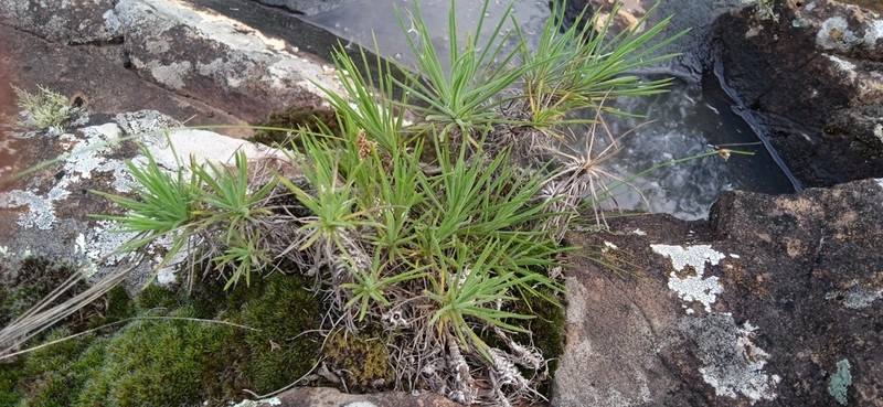 Sommerfeltia cabrerae