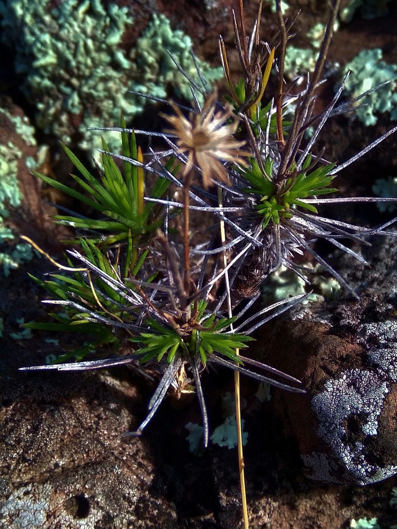Sommerfeltia cabrerae photo 2