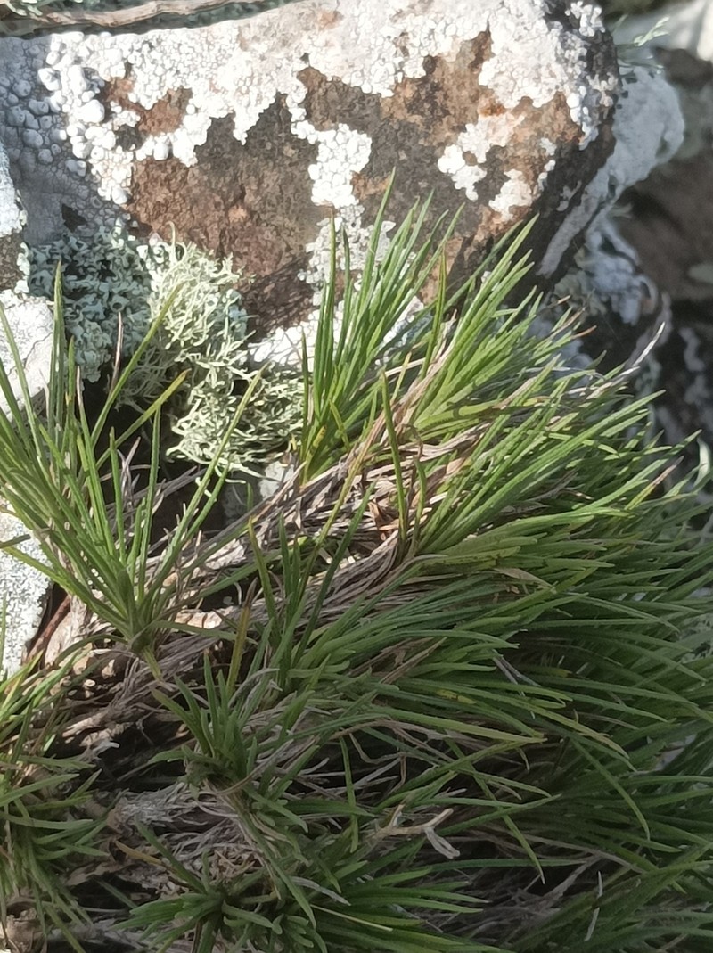 Sommerfeltia cabrerae photo 3