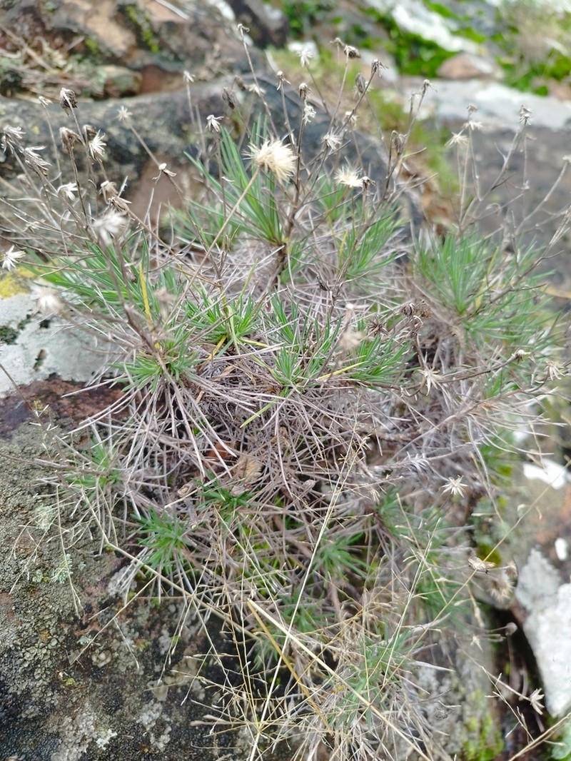 Sommerfeltia cabrerae photo 4