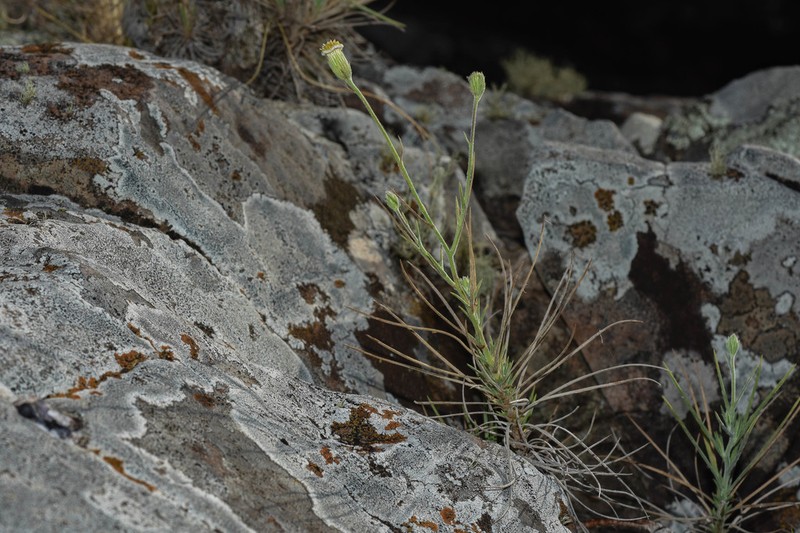 Sommerfeltia cabrerae photo 6