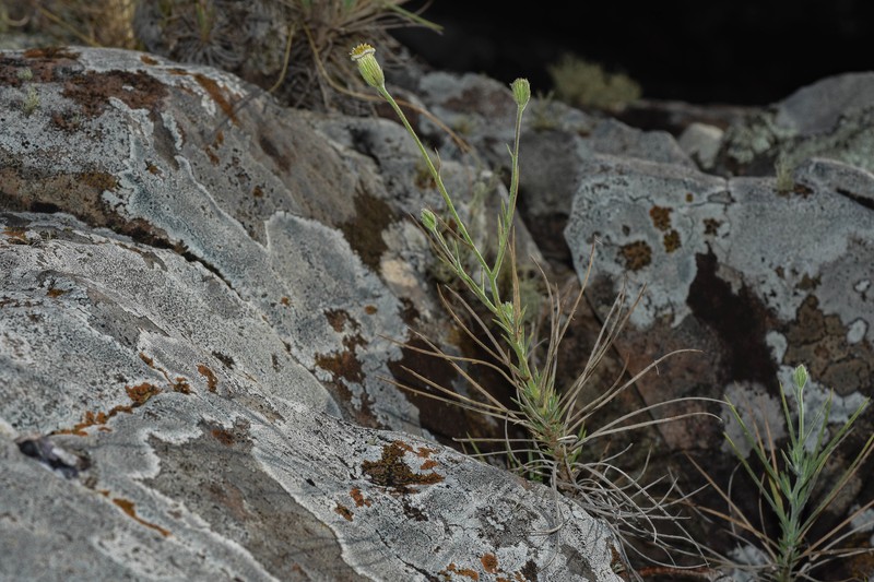 Sommerfeltia cabrerae photo 8