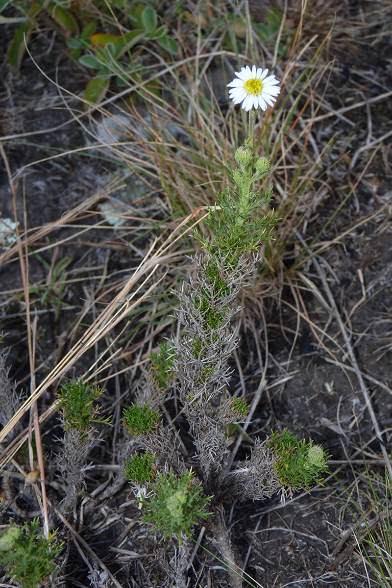 Sommerfeltia spinulosa