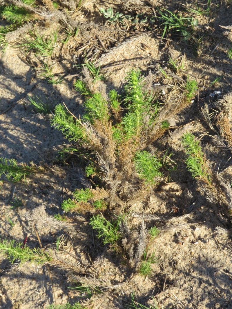 Sommerfeltia spinulosa photo 2
