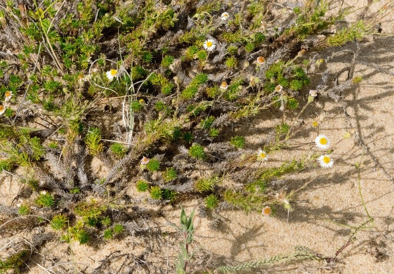 Sommerfeltia spinulosa photo 3