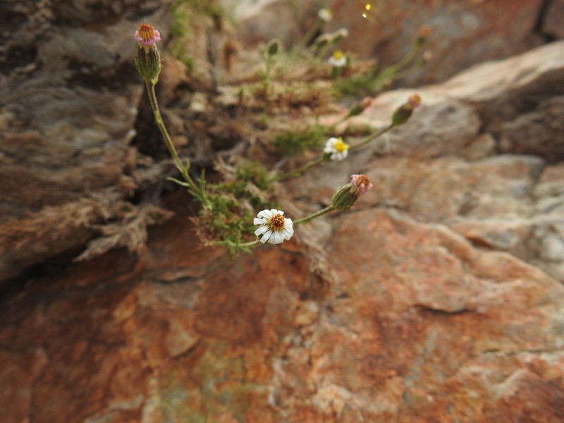Sommerfeltia spinulosa photo 4