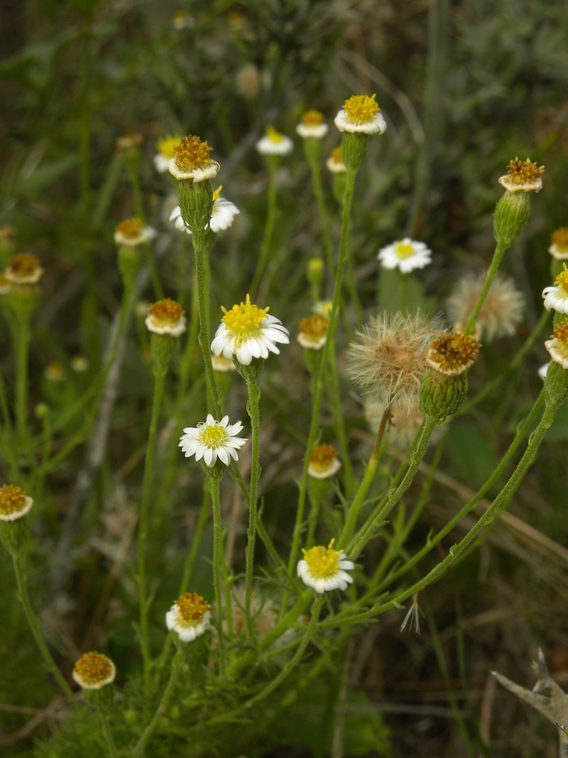 Sommerfeltia spinulosa photo 5
