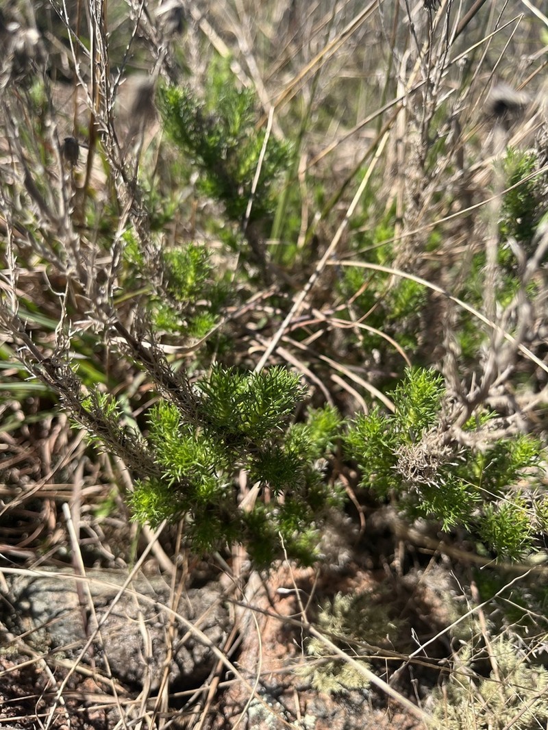 Sommerfeltia spinulosa photo 6