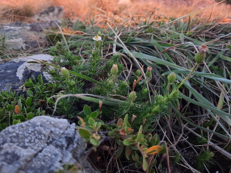 Sommerfeltia spinulosa photo 8