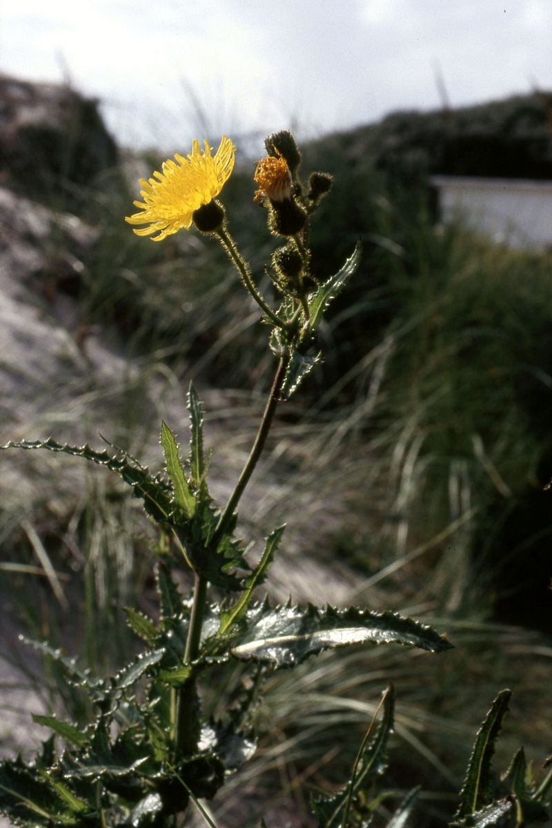 Field Sowthistle photo 5
