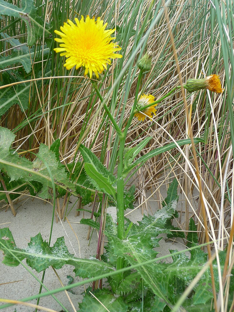 Field Sowthistle