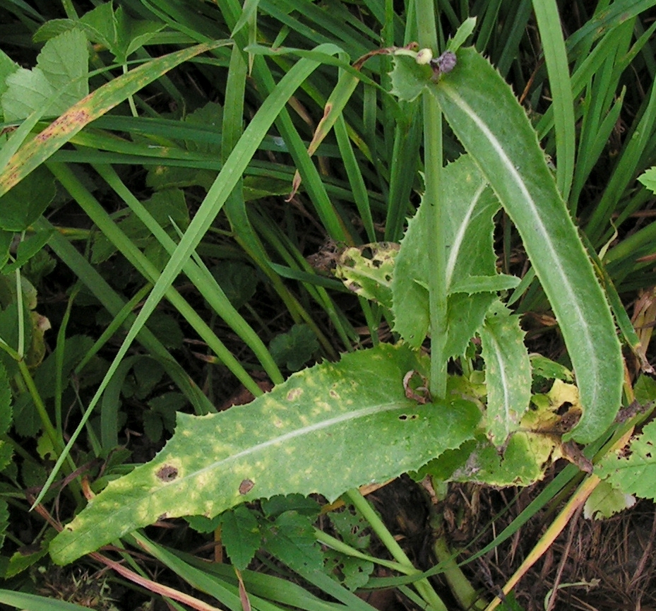 Field Sowthistle photo 6