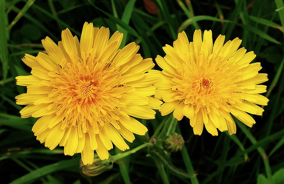 Field Sowthistle photo 7