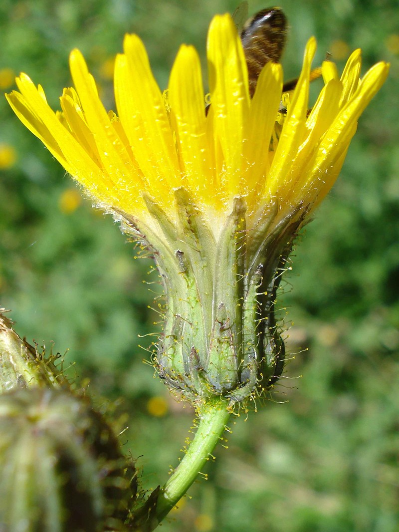 Field Sowthistle photo 2