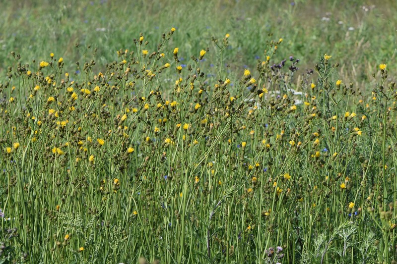 Field Sowthistle photo 3