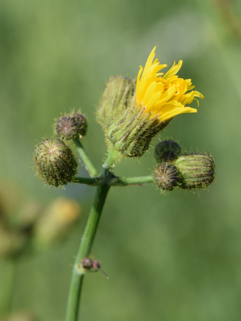 Field Sowthistle photo 4