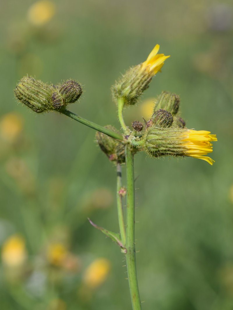 Field Sowthistle photo 8