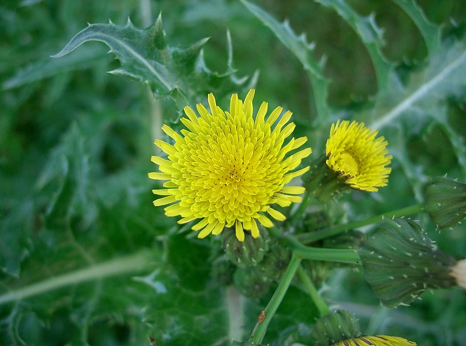 Spiny Sowthistle