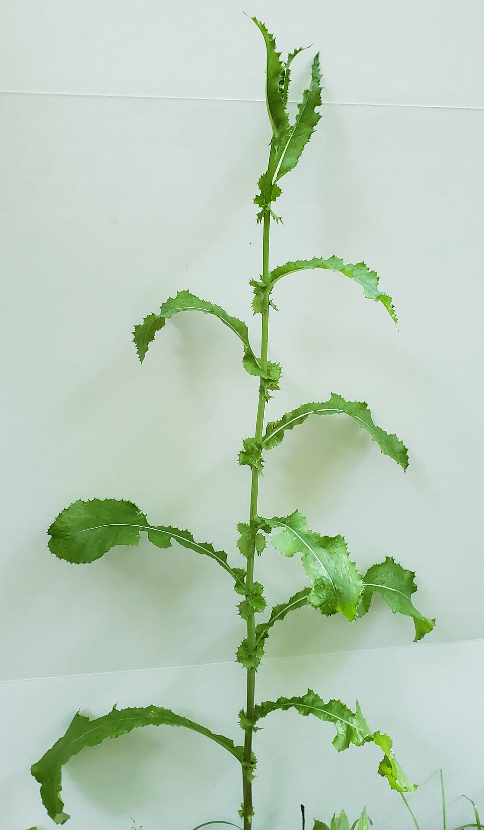 Spiny Sowthistle photo 5