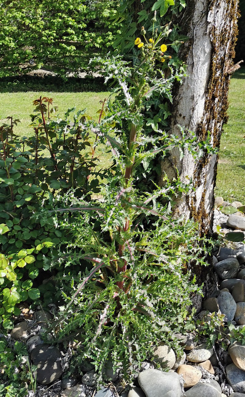 Spiny Sowthistle photo 2
