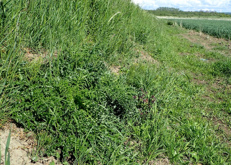 Spiny Sowthistle photo 4