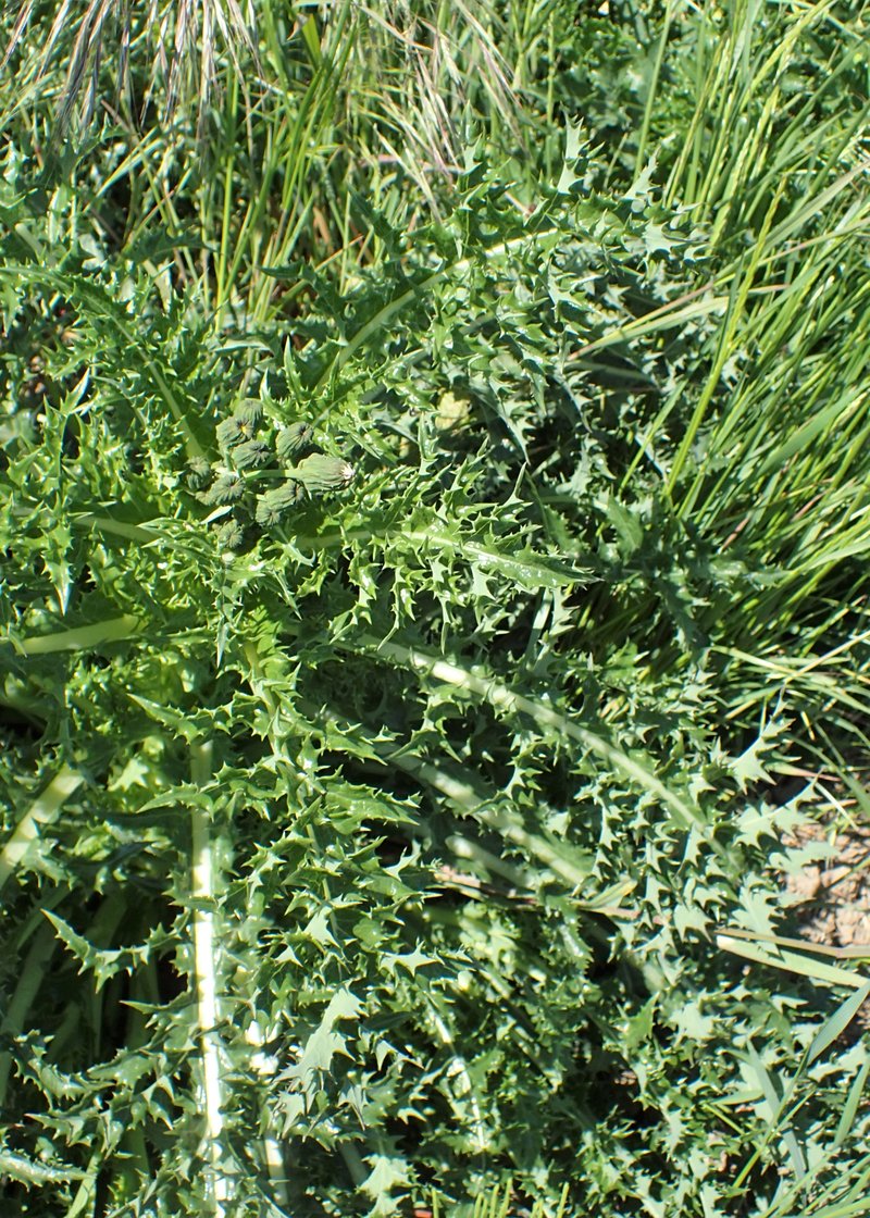 Spiny Sowthistle photo 6