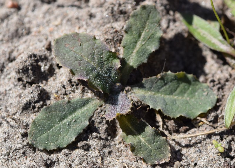 Spiny Sowthistle photo 7