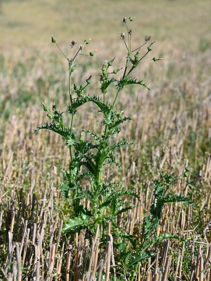 Spiny Sowthistle photo 8