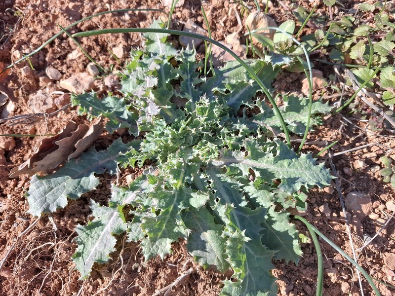 Sonchus asper subsp. asper