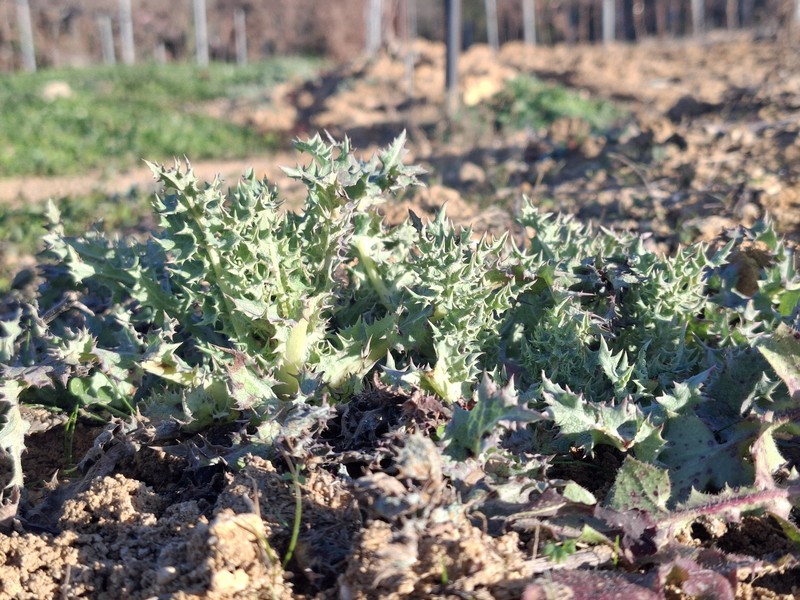 Sonchus asper subsp. asper photo 2