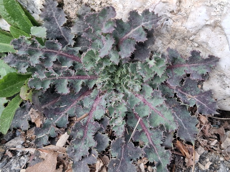 Sonchus asper subsp. asper photo 3