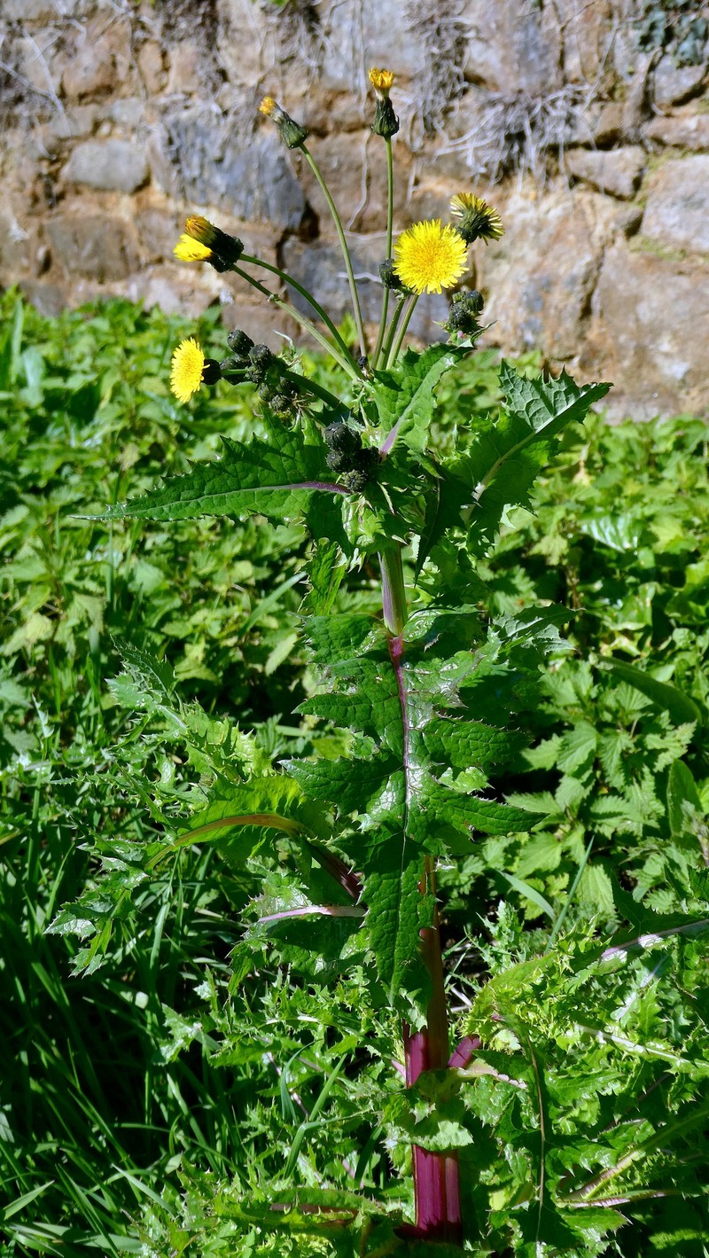 Sonchus asper subsp. asper photo 4