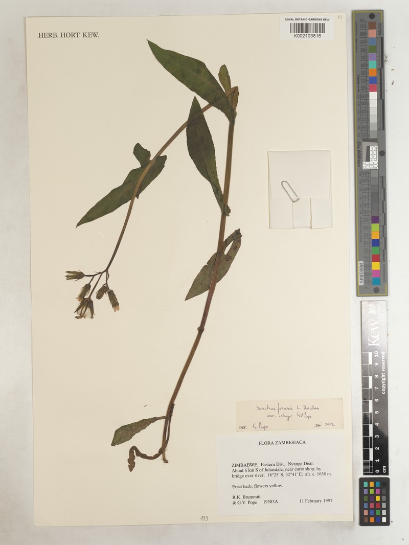 Sonchus friesii var. friesii