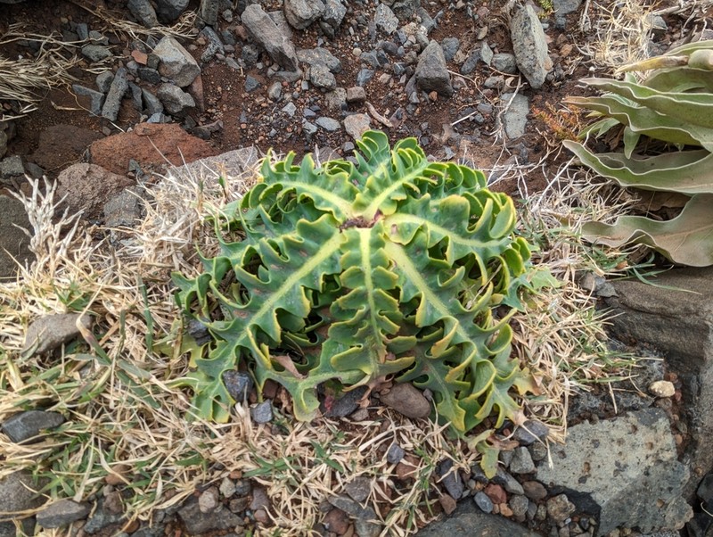 Sonchus latifolius