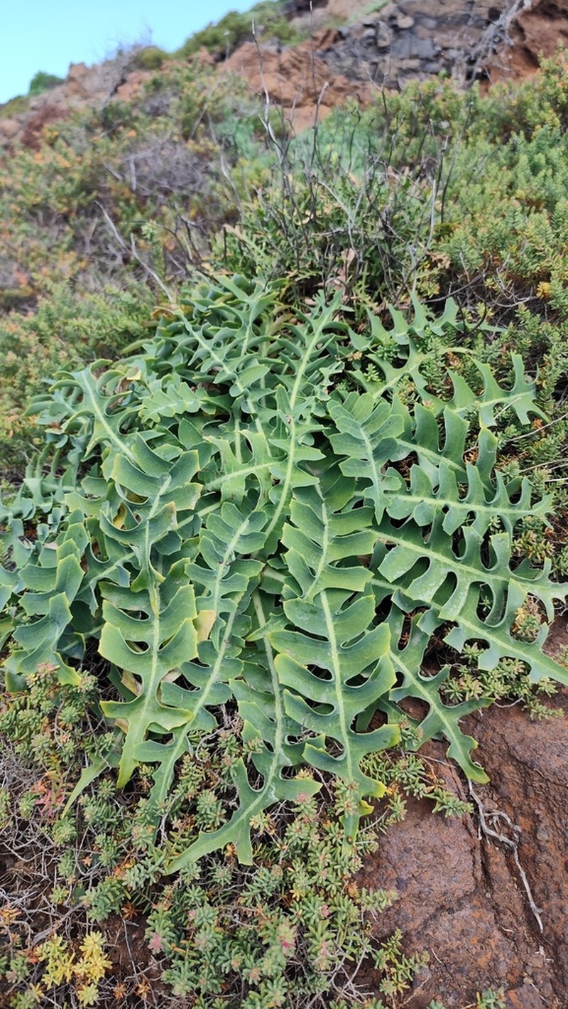 Sonchus latifolius photo 2