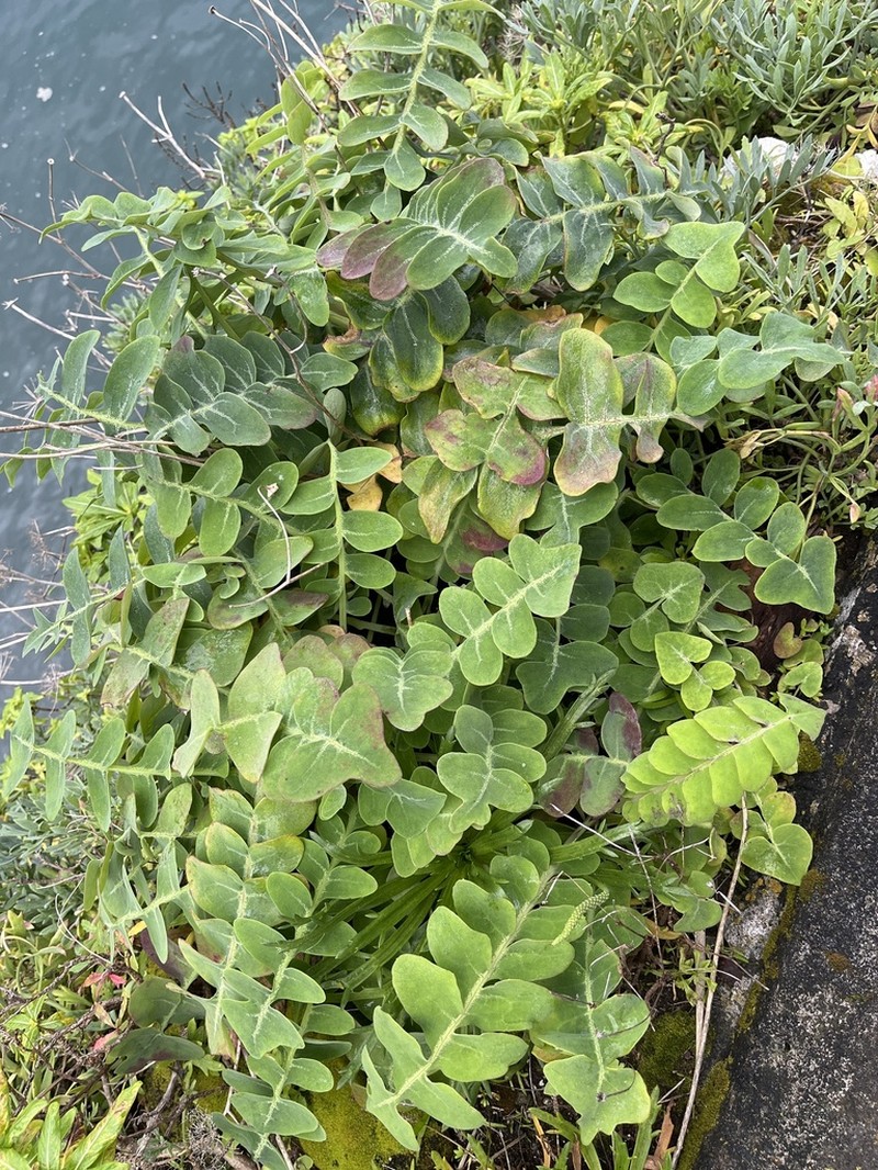 Sonchus latifolius photo 3