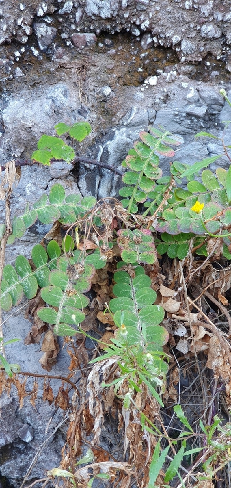 Sonchus latifolius photo 5