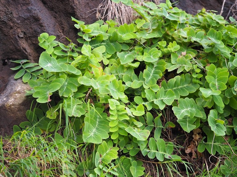 Sonchus latifolius photo 6