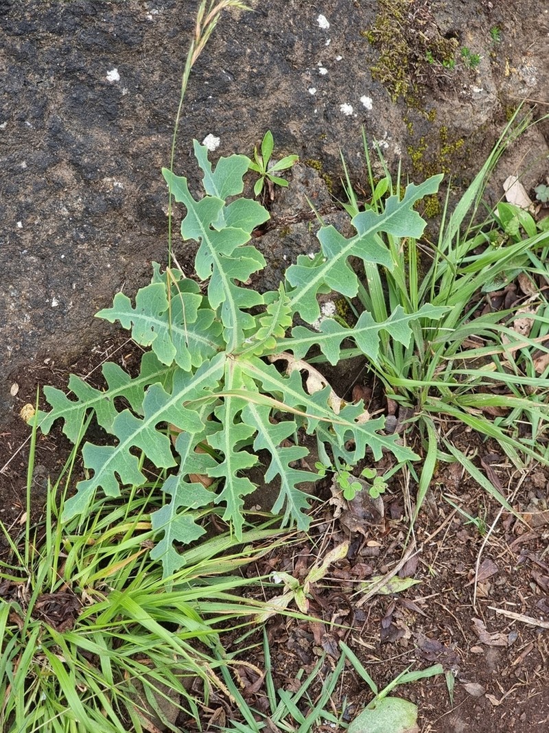 Sonchus latifolius photo 7