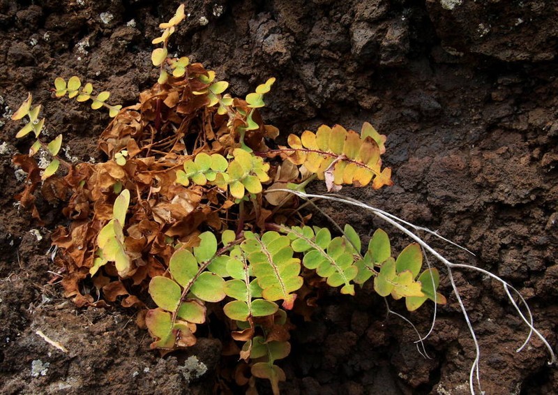 Sonchus latifolius photo 8