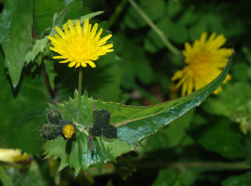 Common Sowthistle
