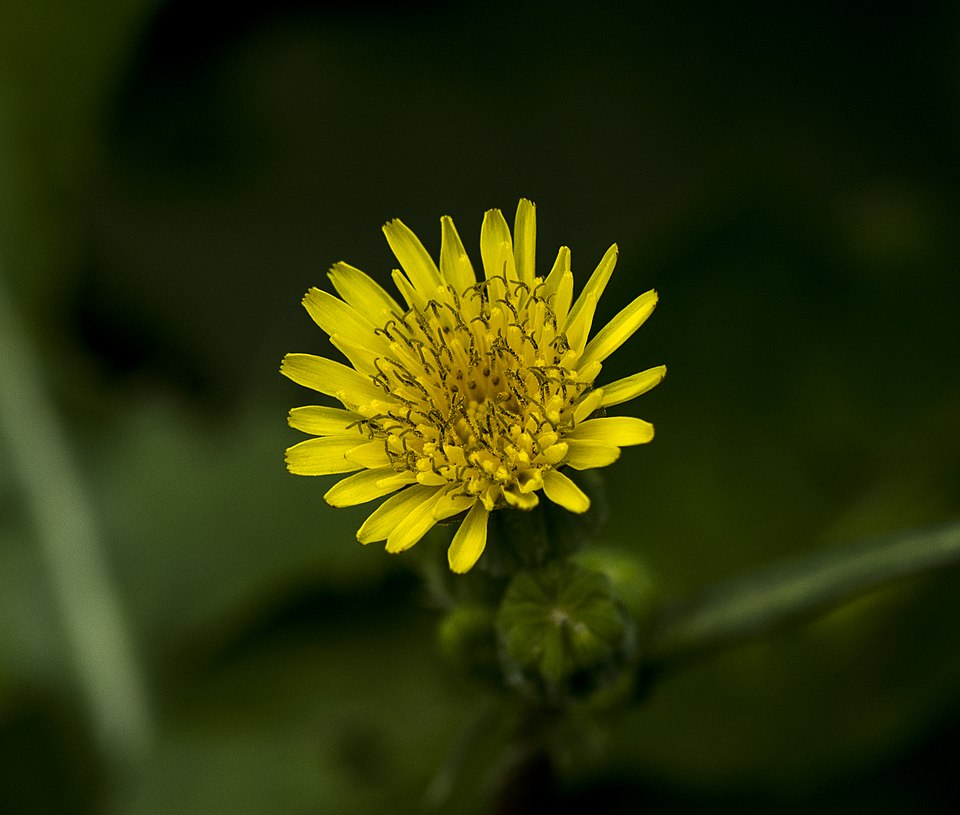 Common Sowthistle photo 5