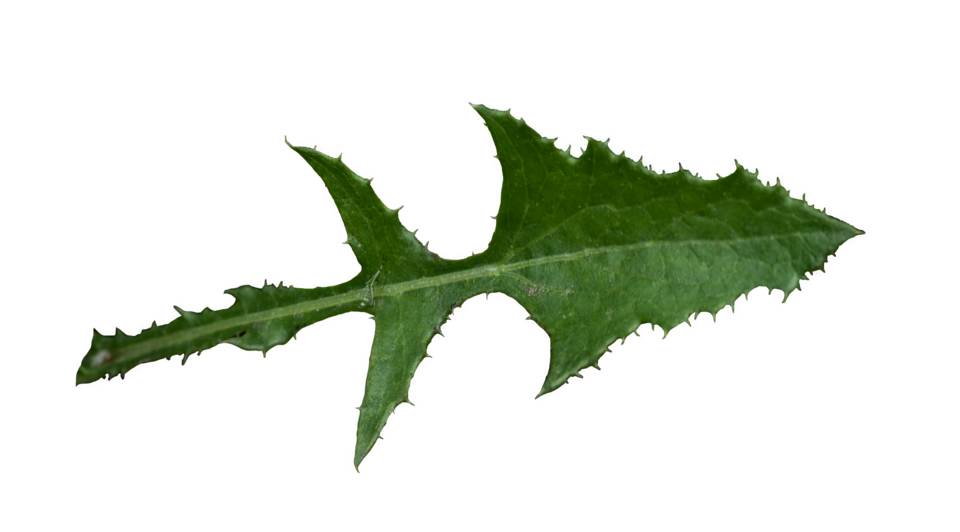 Common Sowthistle photo 6