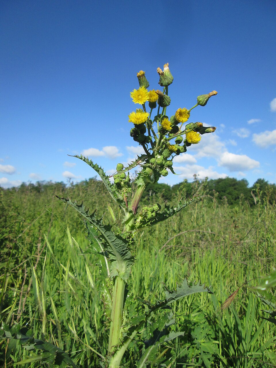 Common Sowthistle photo 7