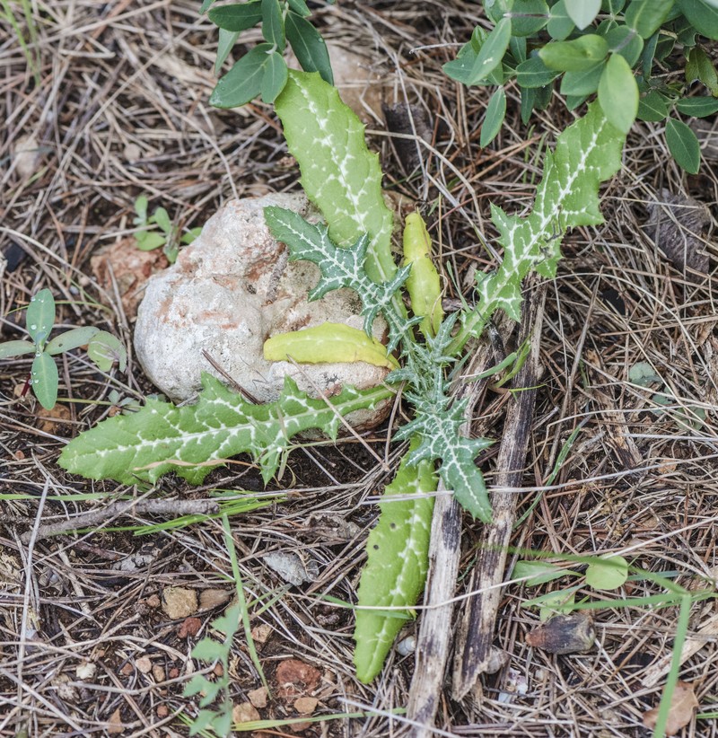 Common Sowthistle photo 2