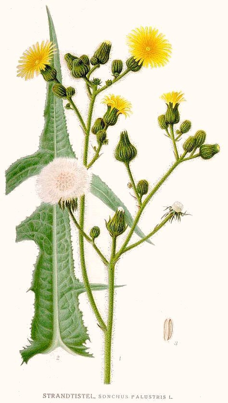 Marsh Sowthistle